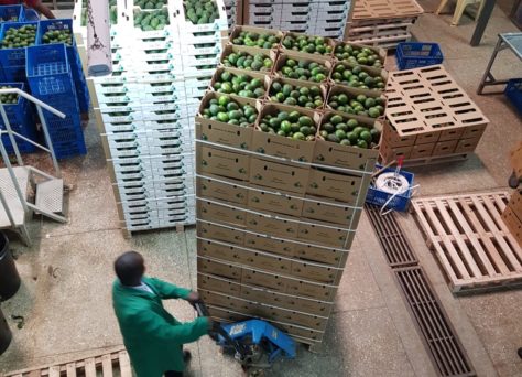 processing Avacado export