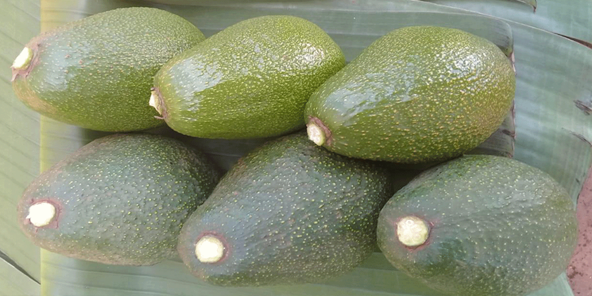 avocados