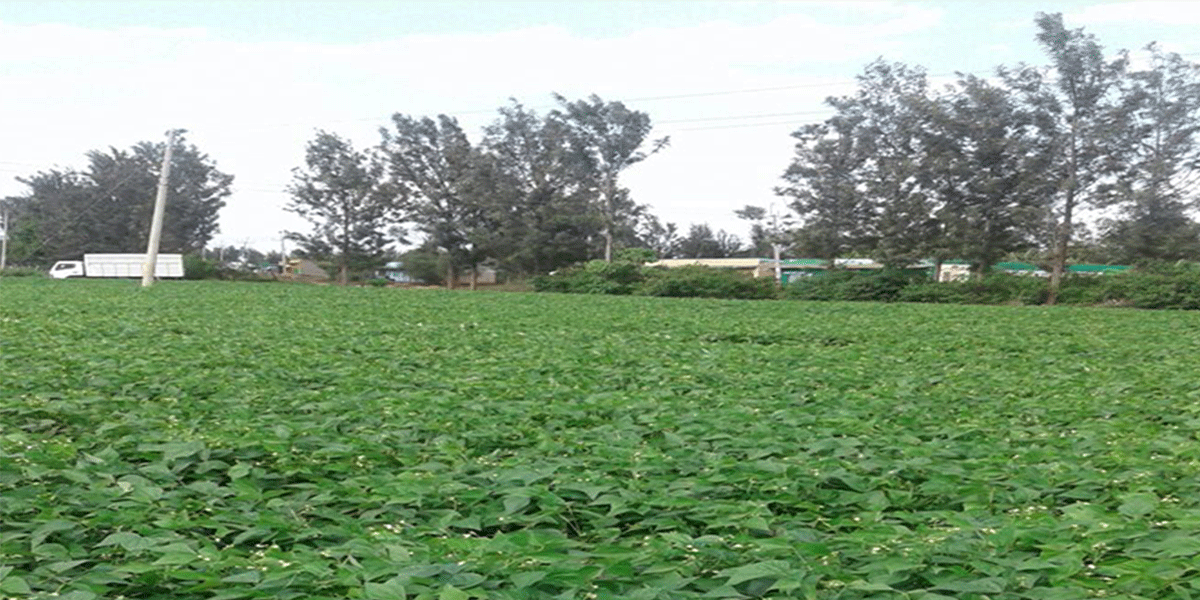 farm
