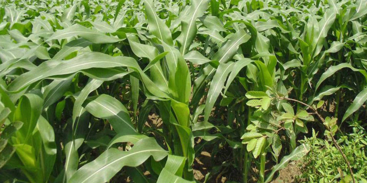 maize-slider